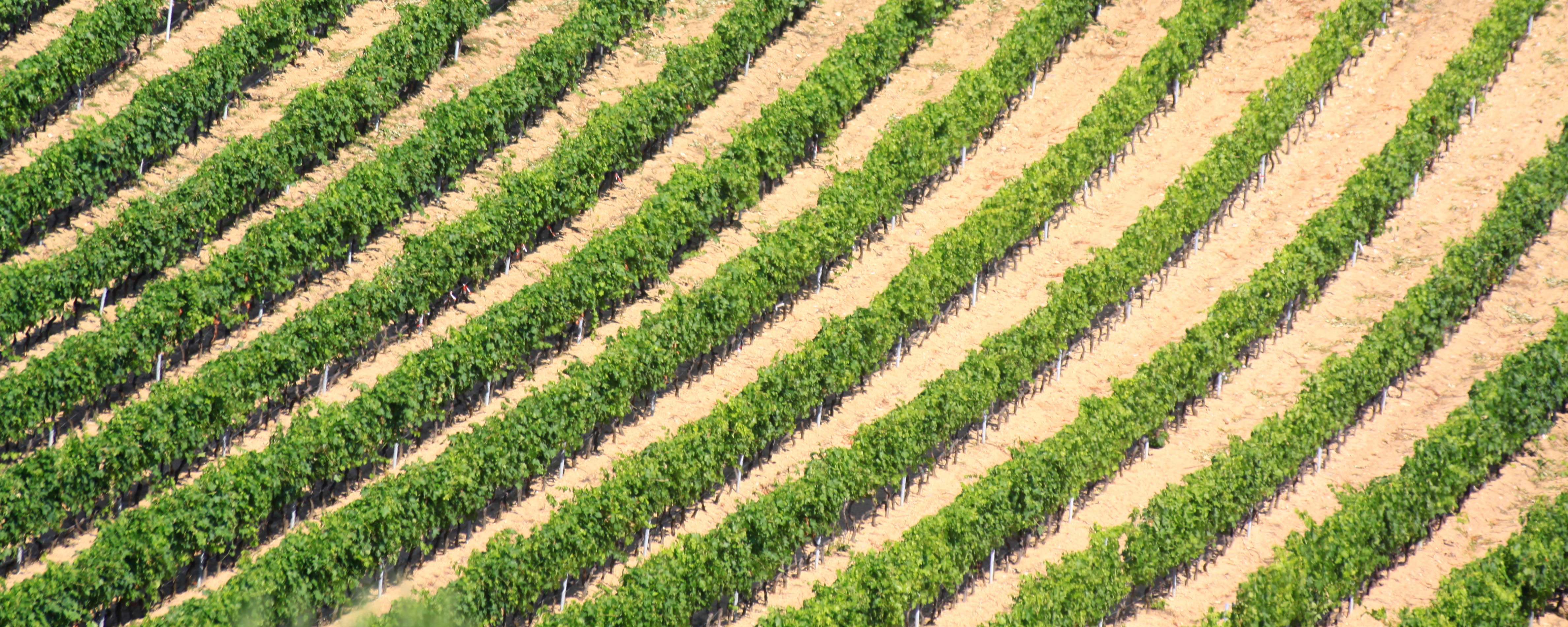Vignoble Corse